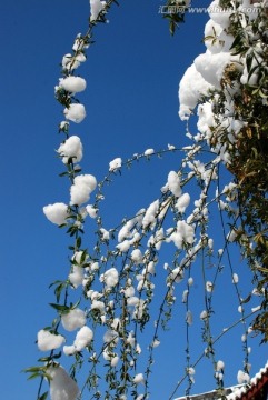 冬雪