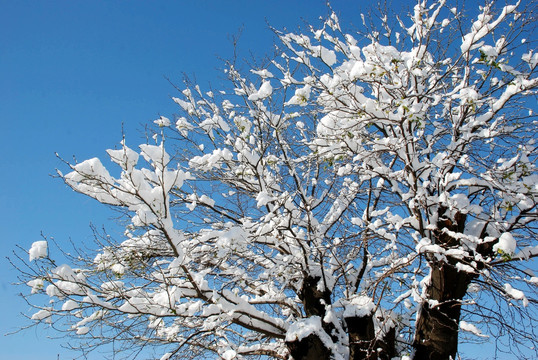 冰雪 冬景