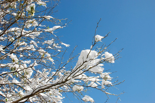 冰雪 冬景