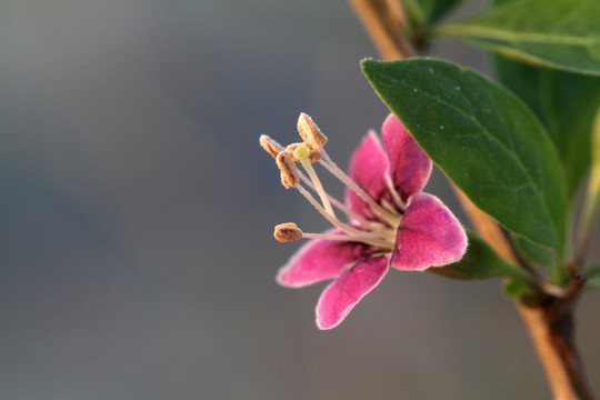 枸杞花