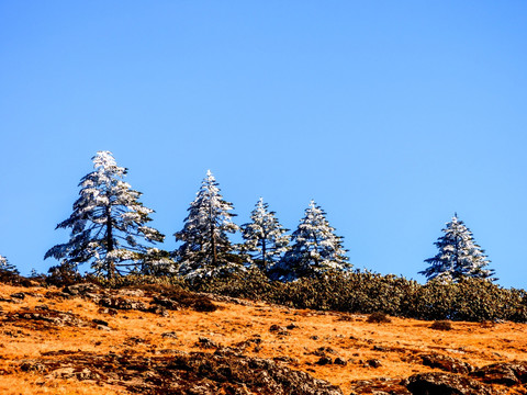 高山雪松