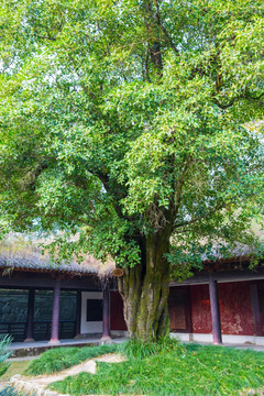 宋桂 宋代桂树 桂花树 木犀