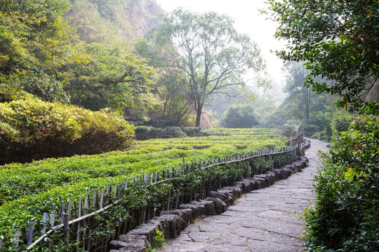 武夷山风景区 武夷山旅游