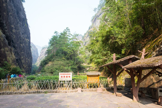 武夷山风景区 武夷山茶园