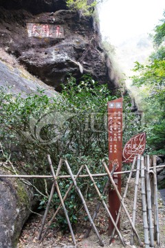 武夷山不见天母树