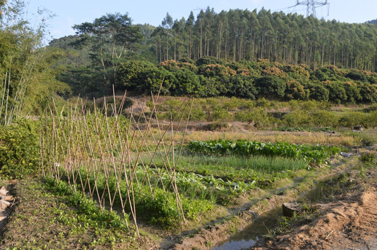 農村風光