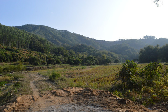 農村風光