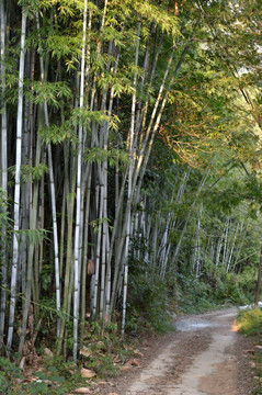 竹林小道