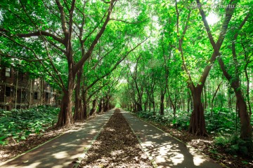 阳光森林大道