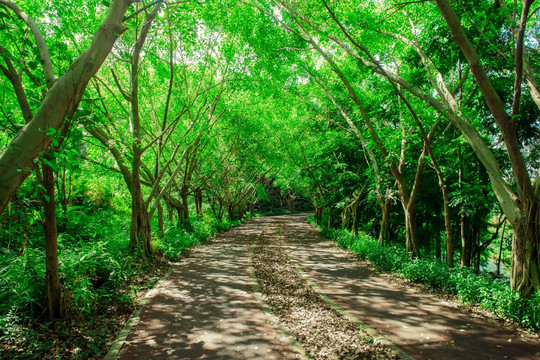 阳光树林小路