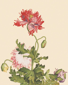 花鳥國(guó)畫
