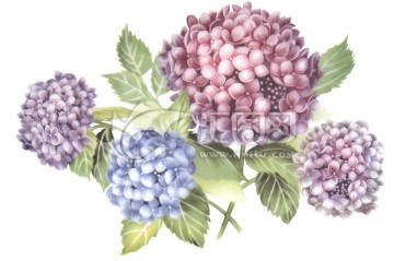 繡球花