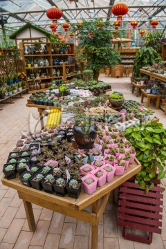 花店 植物花店