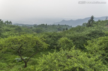 绿野