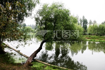 河边垂柳 河畔风景