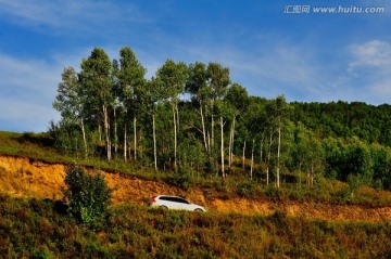 蒙古山坡公路 白桦林 汽车