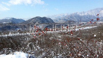 雪山 红果