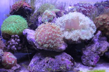 水族珊瑚