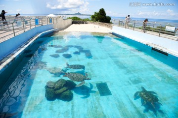 日本冲绳海之美水族馆海龟