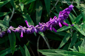 蓝花鼠尾草