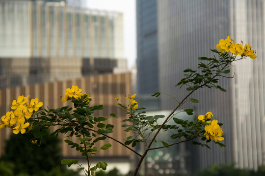 城市与黄色花朵