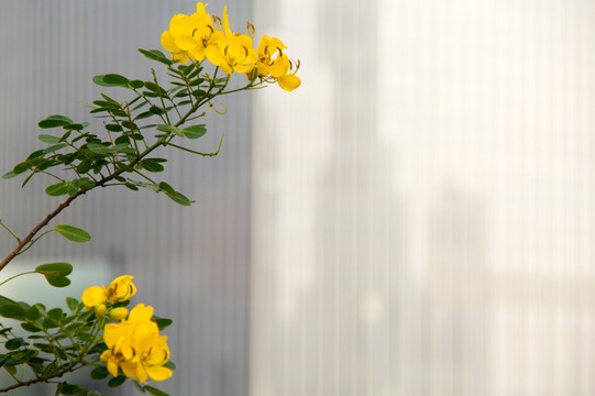 珠江新城与黄色花朵