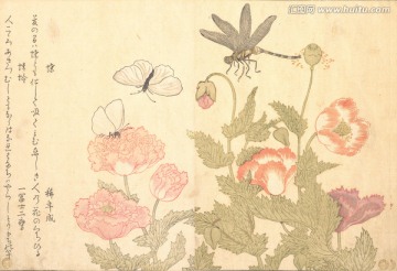 日本花卉植物浮世绘
