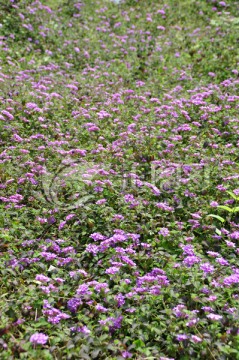 花丛繁花