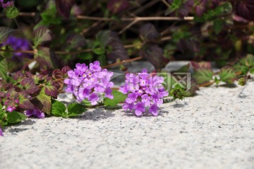 两朵紫色花