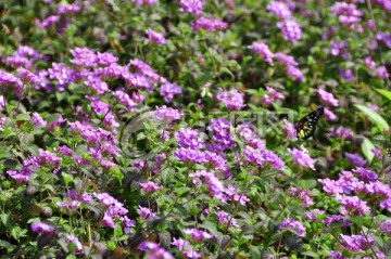 花丛漫海