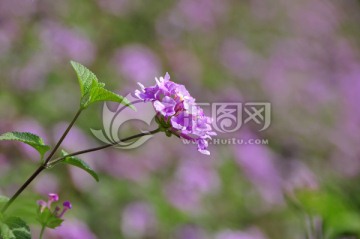 粉紫花朵