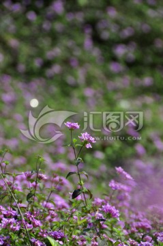 紫色花丛美