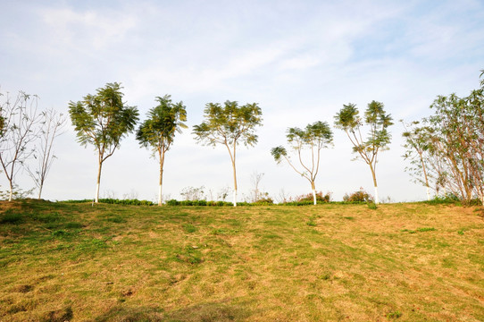 坡顶小树