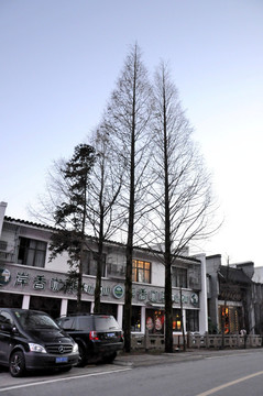 九华山街景 冬季树木