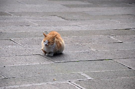 花猫