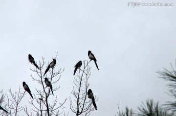 枝头小鸟