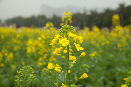 油菜花