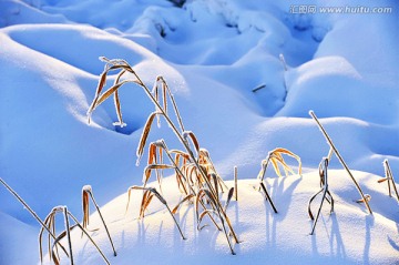 白雪