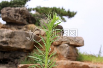 野草