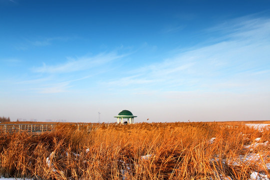 湿地 芦苇 雪