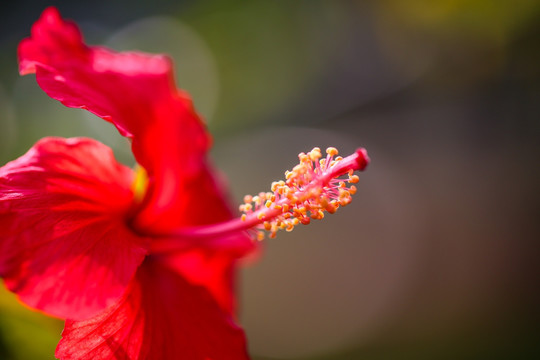 扶桑花