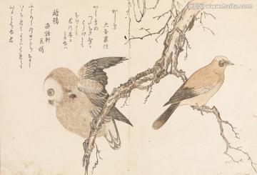 高清橫幅花鳥(niǎo)浮世繪