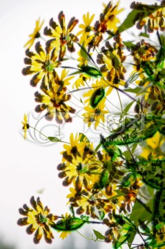 花卉裝飾畫(huà)
