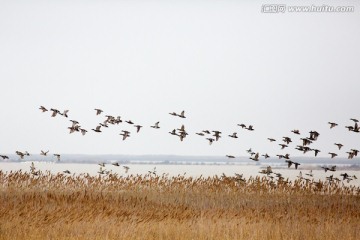 湿地成群的大雁起飞