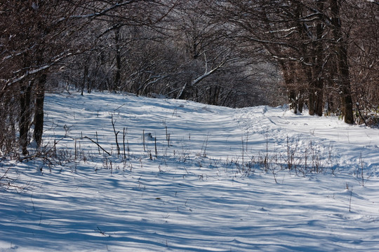 雪地