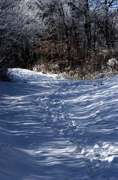 雪地