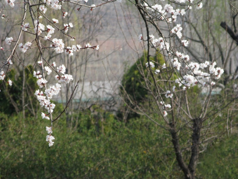 白色花 春季花开 春天