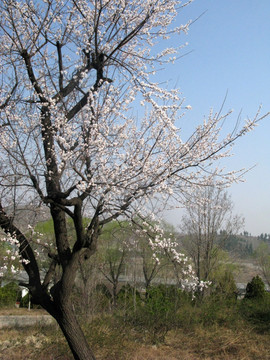 杏花 春季花开 白色花