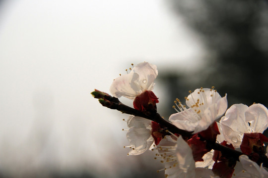 杏花 白色花