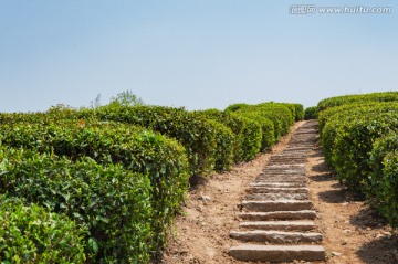 绍兴东湖茶园